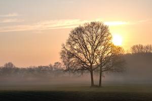 Elmar Naroska - Baum im Sonnenaufgang